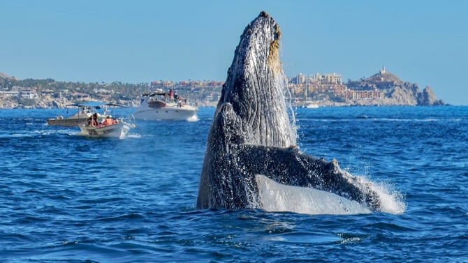 Avistamiento de ballenas