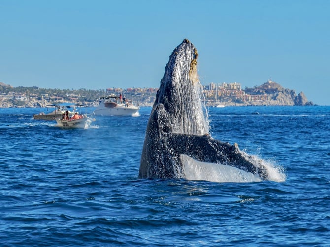 Whale Watching